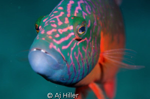 Curious parrotfish seeks conversation with equally curiou... by Aj Hiller 